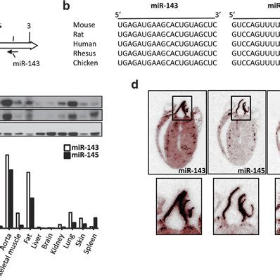 Expression Of MiR 143 And MiR 145 A Localization Of MiR 143 And