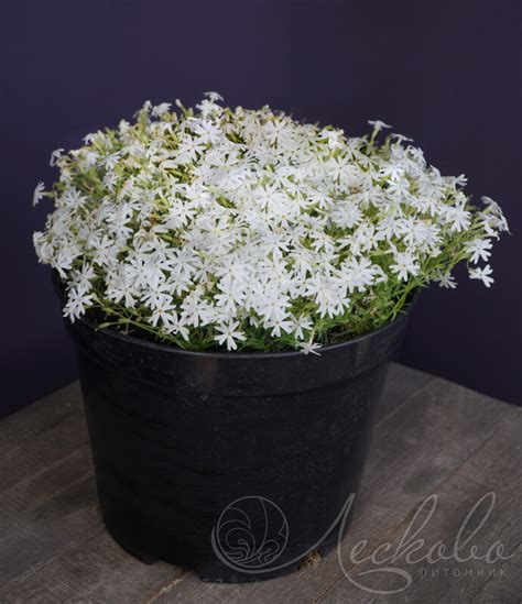 Флокс Дугласа Phlox douglasii White Admiral Флокс метельчатый