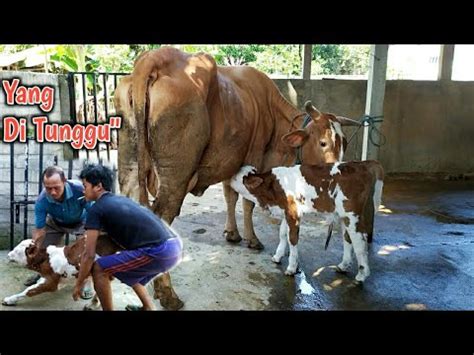 Bulan Ditunggu Akhirnya Tiba Sapi Indukan Dedok Beranak Simmental