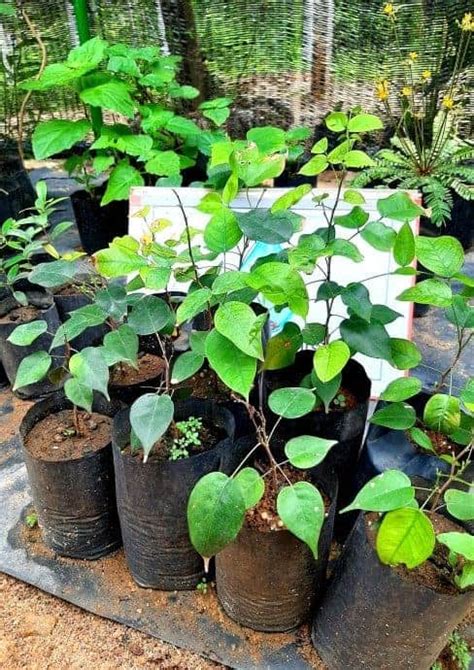 black velvet tamarind tree | Arunalu Plants