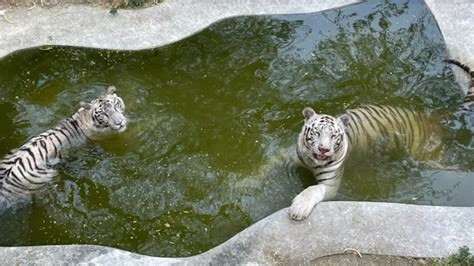 Exploring The National Zoological Park In Delhi