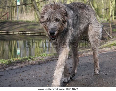 Irish Wolfhound Tallest Dog Breed Stock Photo 10711879 | Shutterstock