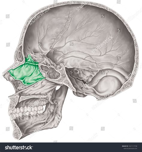 Cranial Cavity Ethmoid Bone Cranium Bones Stock Illustration 1021117738