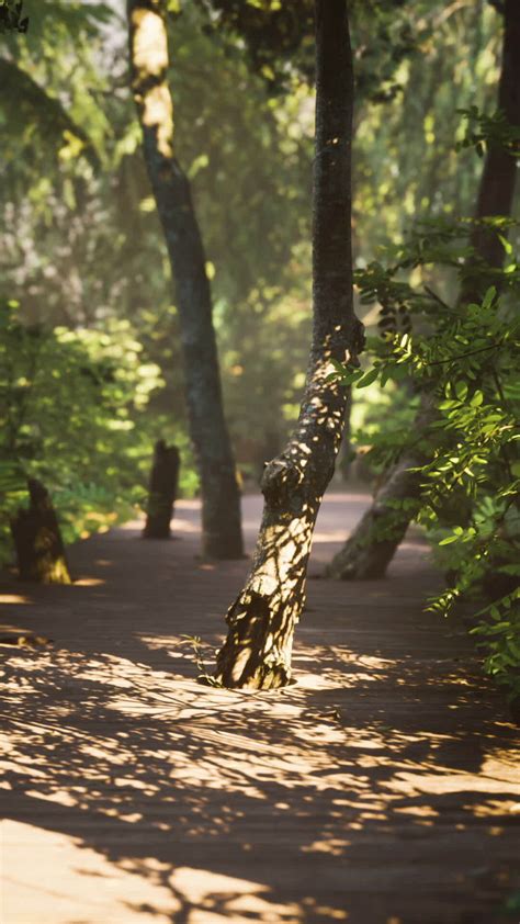 tree path stock video footage