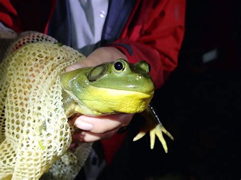 Amphibious Invasion Bullfrogs Threaten Native Northwest Species The Spokesman Review