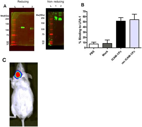 In Vitro And In Vivo Expression And Biological Activity Of Icam 1fc