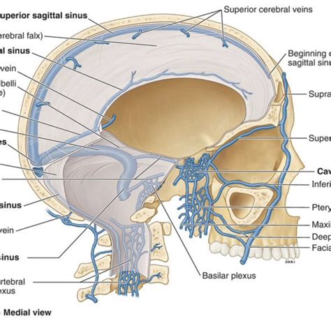 Sinuses Diagram Label Diagram Quizlet