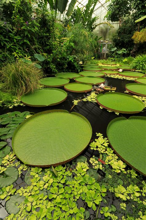 Giant Lily Pads At The Royal Botanic Garden In Edinburgh Rbotanicalporn