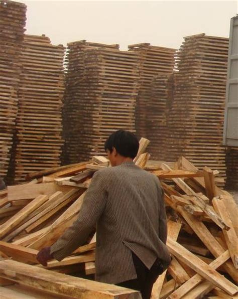 Buy Albizia Falcataid10345739 Shandong Zhongyi Wood Coltd Ec21