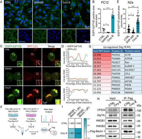 Figure 2 From Corynoxine B Targets At Hmgb1 2 To Enhance Autophagy For