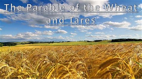 The Parable of the Wheat and Tares---Matthew 13:24 - Matthew 13:24 ...