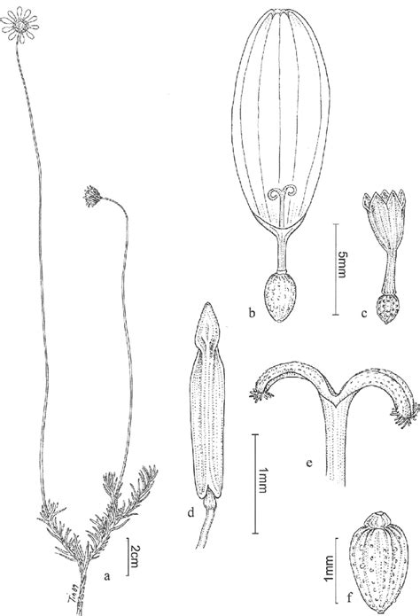 Euryops Dasyphyllus Drawn From The Type Specimen A Flowering Branch Download Scientific