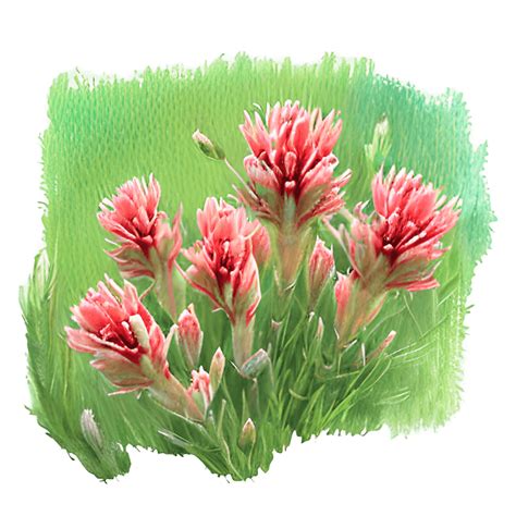 Watercolor Indian Paintbrush Creative Fabrica