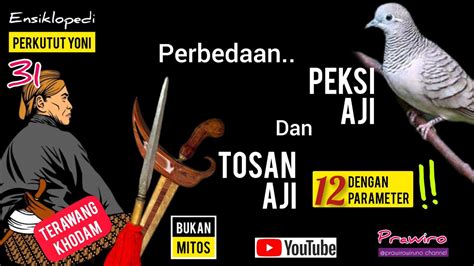 Misteri Perkutut Yoni Supranatural Perbedaan PEKSI AJI TOSAN