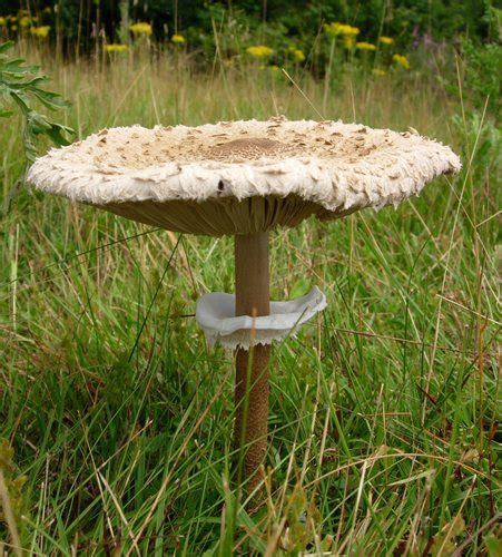 Parasol Lichens And Mushrooms Of Virginia Inaturalist