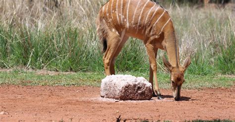 astuces pour protéger la nature au quotidien