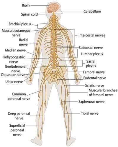 The Structure And Importance Of The Nervous System Science Online