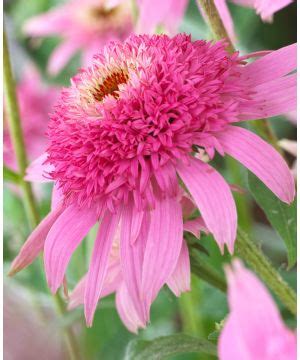 Buy Rare Unusual Exciting Plants Hayloft Echinacea