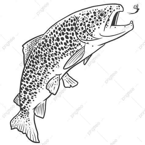 Trout Fish Vector PNG Images, Trout Fish Jump, Trout Drawing, Fish ...