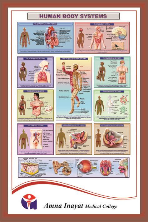 Human Body systems – Iqbal Scientific Store