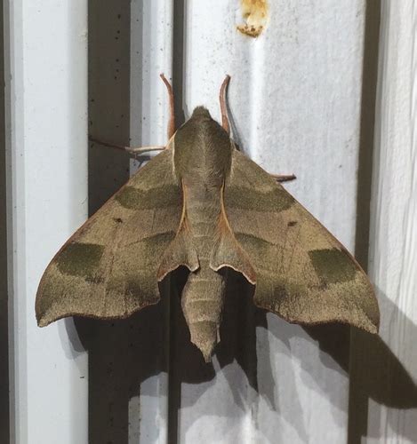 Virginia Creeper Sphinx Darapsa Myron BugGuide Net