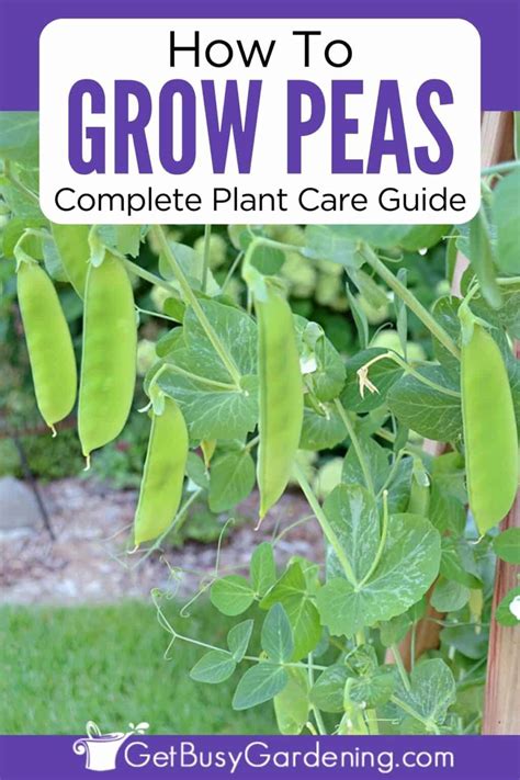 Growing Peas - The Complete How To Guide - Get Busy Gardening