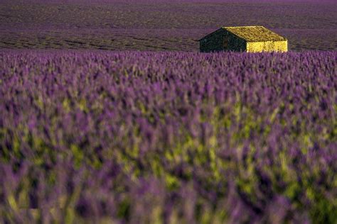 Lavandas Flores Campo De Lavanda Foto Gratis En Pixabay Pixabay