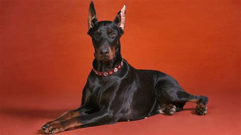 Download Black Doberman Dog Photo Wallpaper