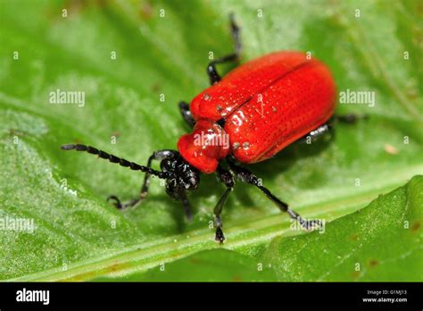 Lily Escarlata Lilioceris Lilii Escarabajo Picudo Rojo Llamativo En