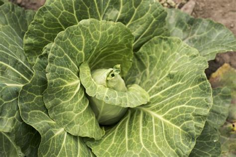 Growing pointed cabbage: sowing, care and harvest time