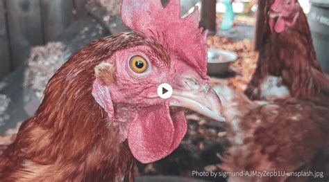 beginners guide  raising chickens insteading