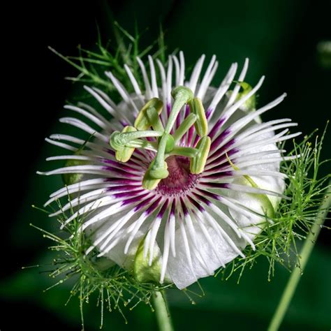 La passiflore une solution naturelle contre les problèmes de sommeil