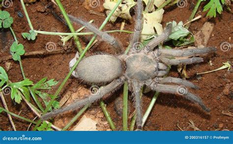 Tarantula Spider Tarantula Close Up Female Of Spider Tarantula In The