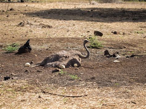 Ostrich Nesting (Behavior, Eggs, Location + FAQs) | Birdfact