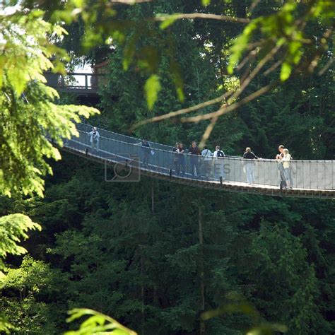 Capilano Suspension Bridge at Capilano Park by jedphoto Vectors ...