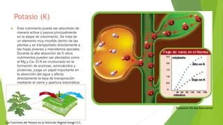 Los Nutrimentos Como Componentes De La Celula PPT