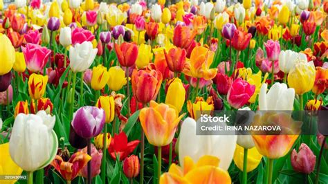 많은 다채로운 튤립이 Keukenhof 공원의 정원에 클로즈업되어 있습니다 봄 구근 꽃이 있는 꽃 배경입니다 혼합 색상의 튤립