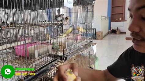 Viral Burung Murai Batu Trotol Medan Gacoran Harga Murah