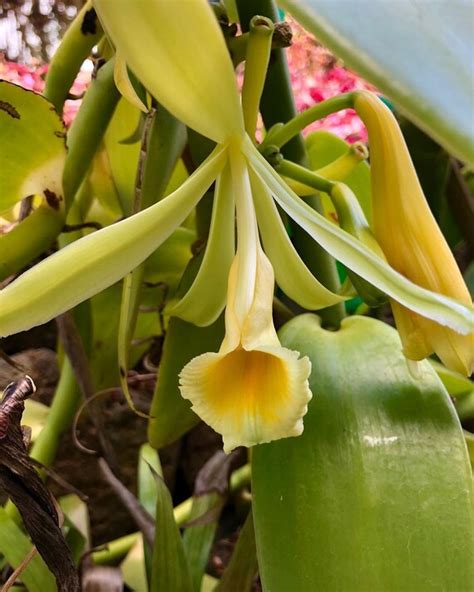 30 Vanilla Orchid Seeds Vanila Planifolia | Etsy