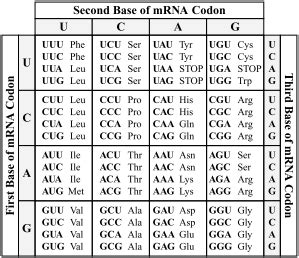 Amino Acid Codon Table Mrna | Elcho Table