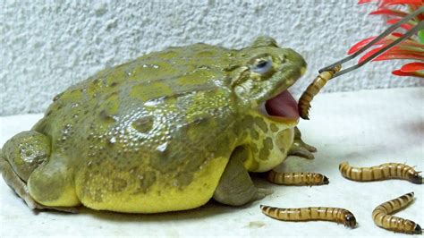 African Bullfrog Hard To Eat Worms Because He Fat Warning Live Feeding