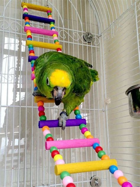 Ladder Colorful Fun | Large Xxl Fun Parrot Bird Toy Cage