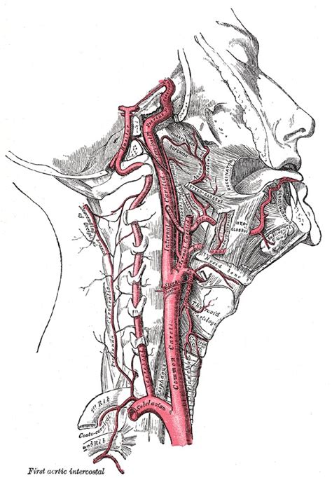 Anatomy Head And Neck Internal Carotid Arteries Statpearls Ncbi