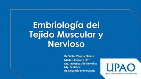 Embriolog A Del Tejido Muscular Y Nervioso Alice Pacheco Udocz