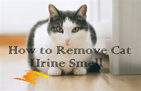 11 Effective Home Remedies for Cat Urine Odor Removal