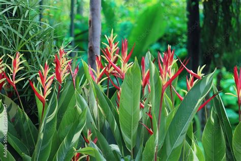 Heliconia Psittacorum Parrot S Beak Parakeet Flower Parrot S Flower