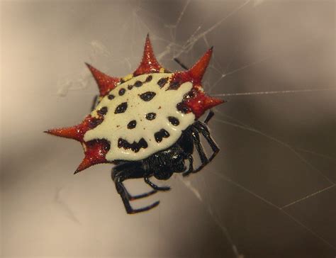 Spiny Backed Orb Weaver Flickr Photo Sharing