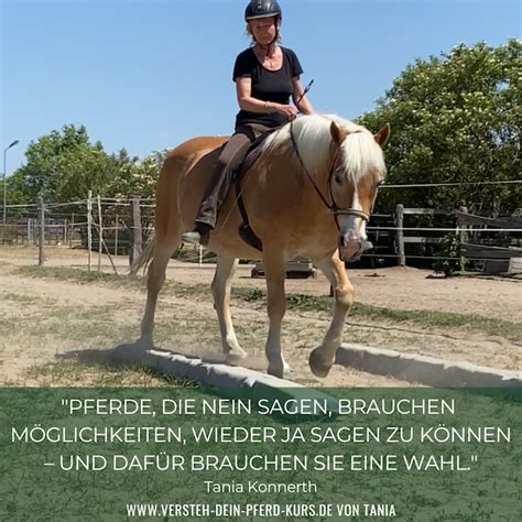 Ein Nein Beim Pferd Dein Weg Zum Pferd