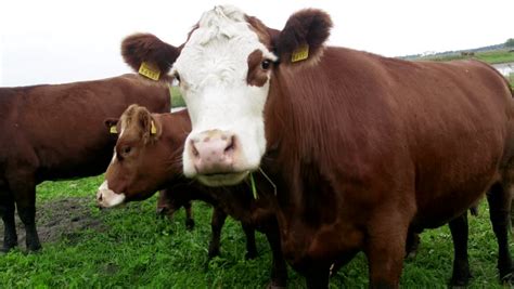 Galloway cattle Stock Video Footage - 4K and HD Video Clips | Shutterstock