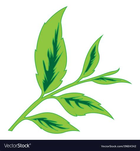 Color Image Tea Leaves Royalty Free Vector Image